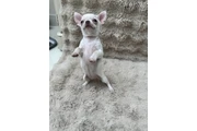 $300 : Cute Chihuahuas  Available thumbnail