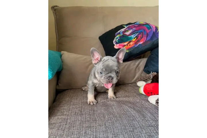 $250 : Adopción de cachorros de bulld image 3