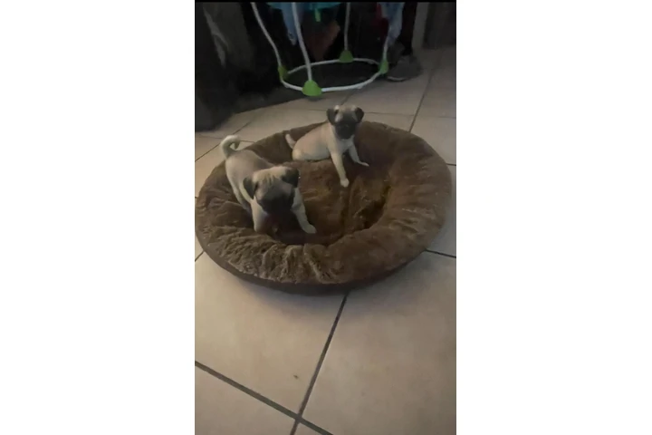 $450 : Puppies Pugs de Raza Pura image 3