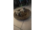 $450 : Puppies Pugs de Raza Pura thumbnail