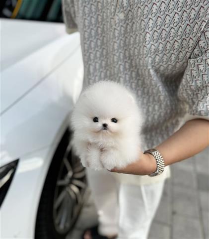 $500 : Pomeranian puppies image 4