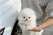 $500 : Pomeranian puppies thumbnail