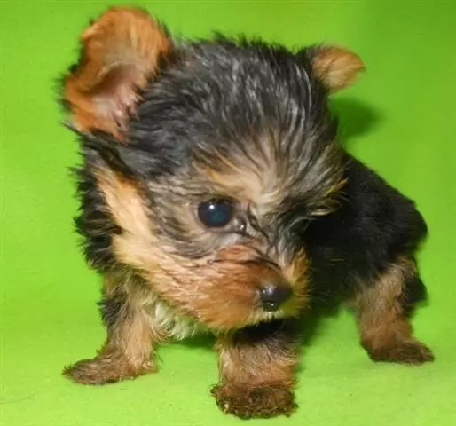 AKC Teacup Yorkshire image 1