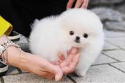 $250 : Pomeranian puppy for sale thumbnail