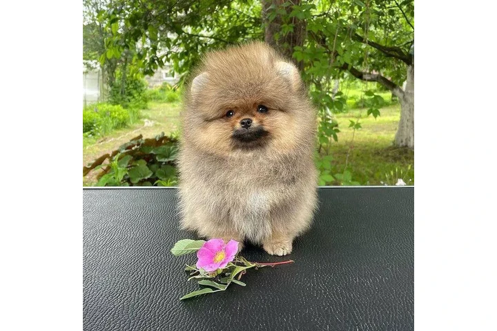 $350 : cachorros de Pomerania 🐶 image 4