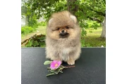 $350 : cachorros de Pomerania 🐶 thumbnail