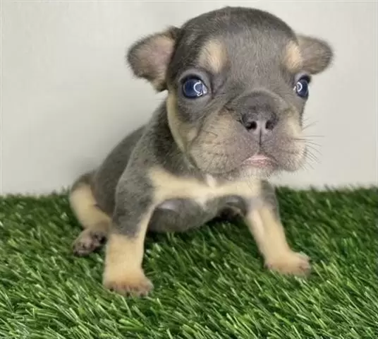 $420 : French bulldog puppy for sale image 1
