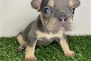 French bulldog puppy for sale en Knoxville