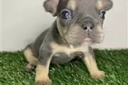 French bulldog puppy for sale en Knoxville
