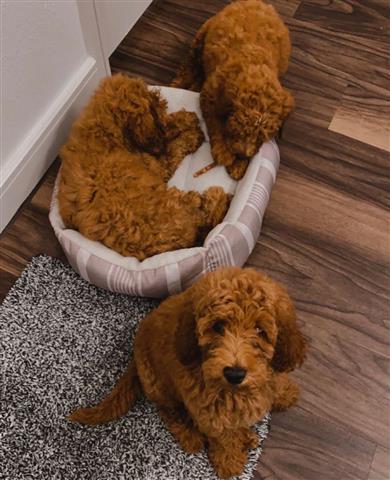 Goldendoodle Puppies Ready To image 1