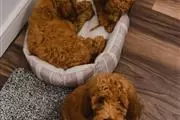 Goldendoodle Puppies Ready To en Miami