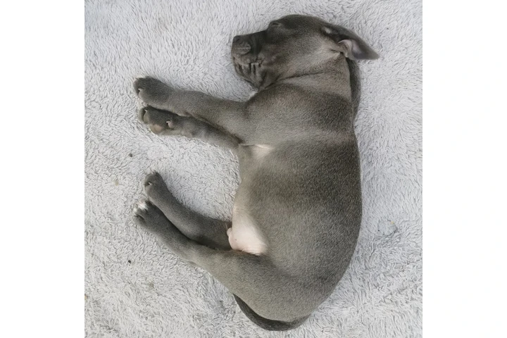 $350 : pitbull en venta image 2