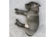 $350 : pitbull en venta thumbnail