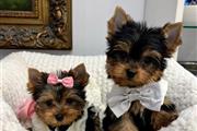 $350 : Yorkie macho y hembra thumbnail