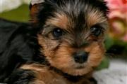 Cachorros yorkie en adopcion en Bakersfield