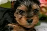 Cachorros yorkie en adopcion en Bakersfield