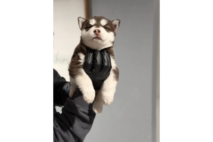 $800 : Husky image 1