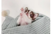 $350 : Chihuahua miniatura thumbnail