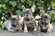 F Bulldog Puppies en Miami
