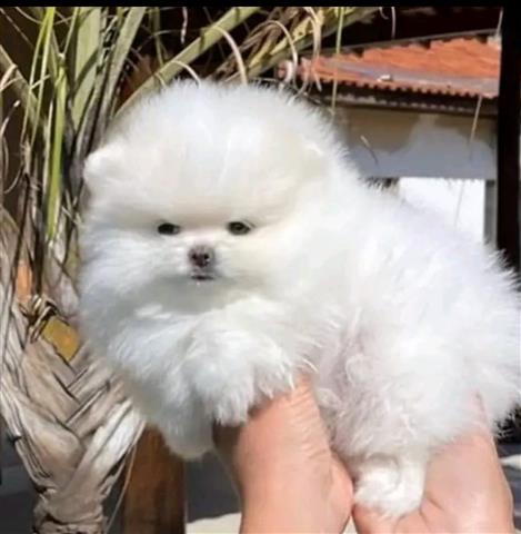 $400 : Pomeranian puppies teacup image 4