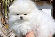 $400 : Pomeranian puppies teacup thumbnail