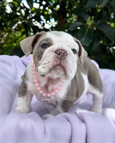 $350 : BULLDOG INGLÉS EN VENTA image 2