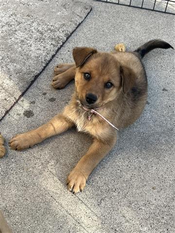 $100 : Pastor Aleman con Husky image 3