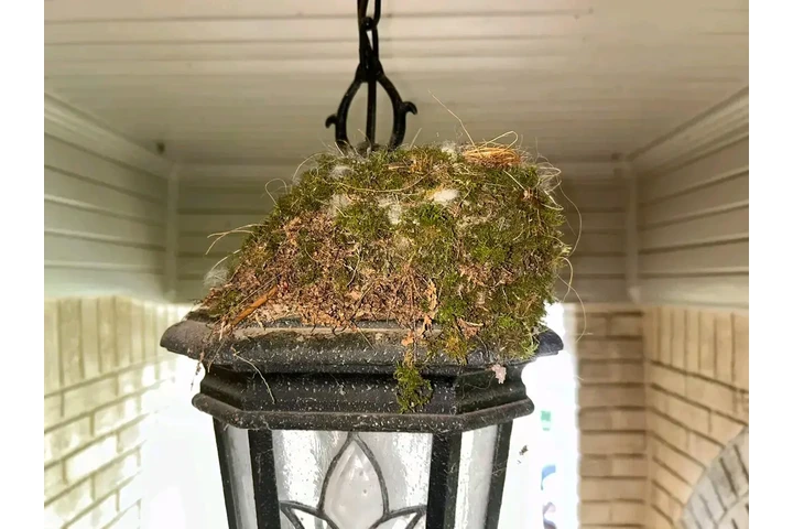 South Carolina | Breed: Cockap image 1