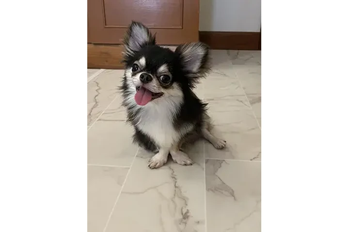 $500 : Chihuahuapuppies ( Girls and b image 1