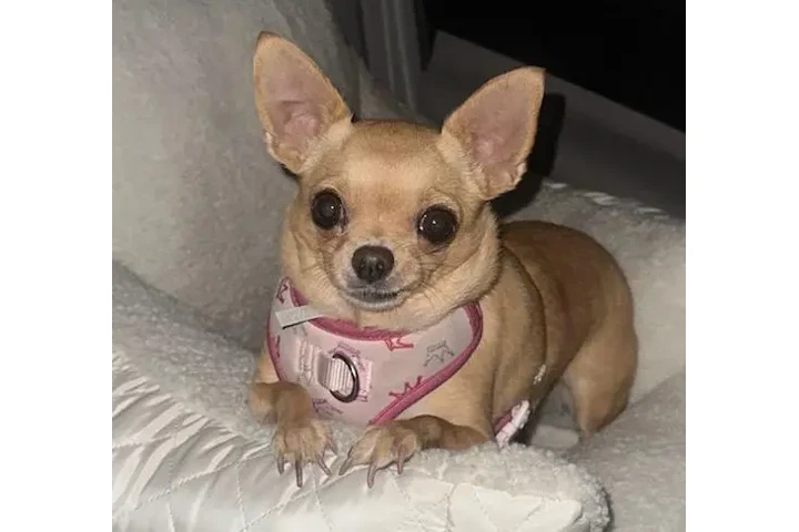 BUSCO PERRITA PERDIDA! image 1