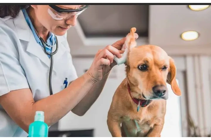 Oportunidad real para Groomer! image 2