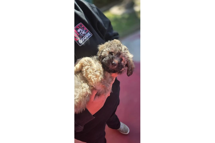 $350 : Maltipoo image 2