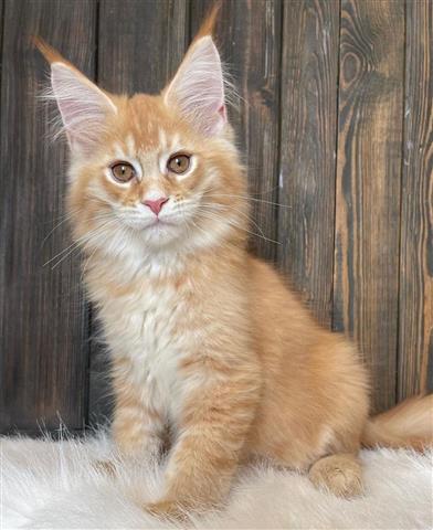 $700 : Mainecoon Kittens For Sale image 1