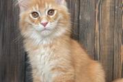 Mainecoon Kittens For Sale en Fort Lauderdale