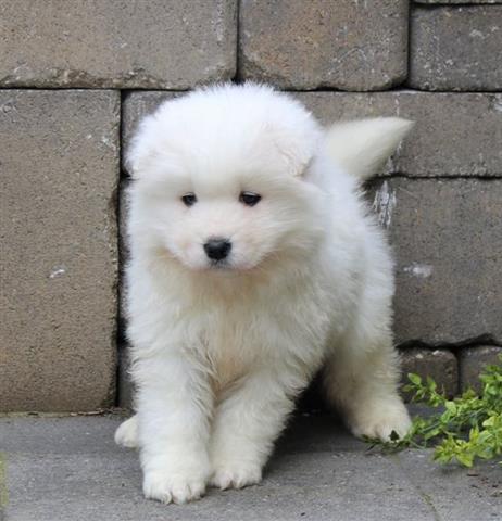 $550 : Samoyed puppies ready for sale image 2