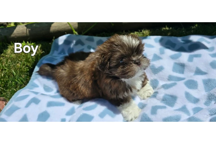 $350 : Cachorros Shihtzu en venta image 2