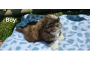 $350 : Cachorros Shihtzu en venta thumbnail