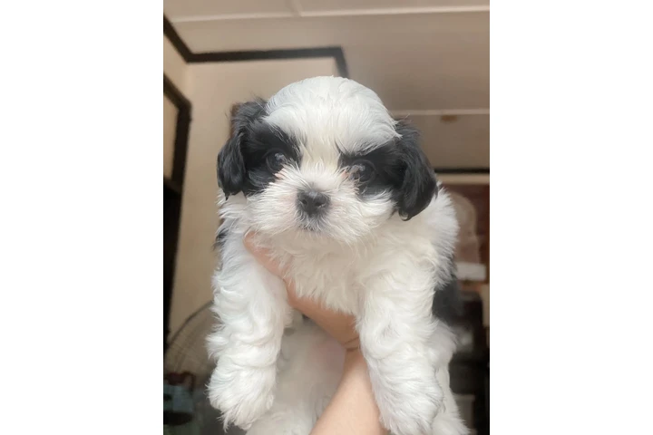 $350 : Cachorros Shihtzu en venta image 3