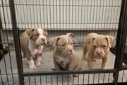 Hermosos cachorros de pitbull