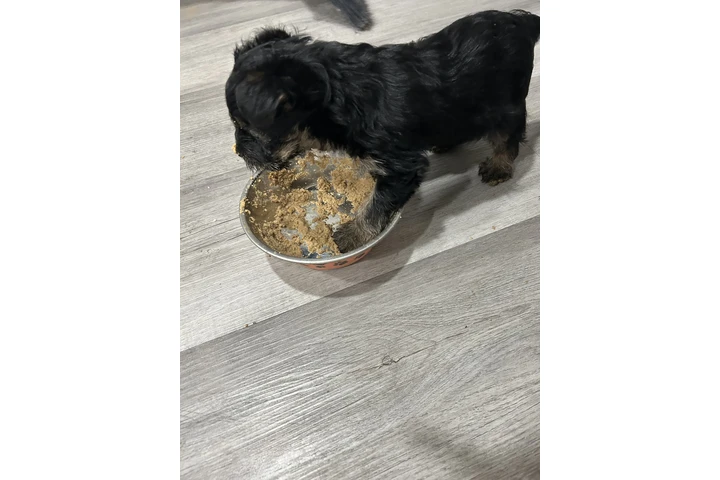 $600 : Yorkie image 5