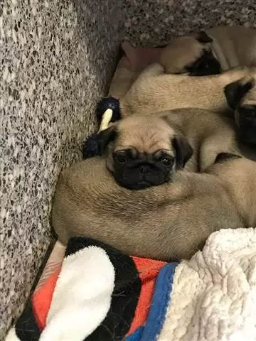 $550 : Buy Pug Puppy Puppies image 1