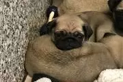 Buy Pug Puppy Puppies en South Dakota