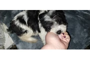 $130 : PUPPIES FOR SALE thumbnail