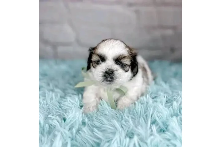 $350 : Cachorros Shih Tzu taza de té. image 2