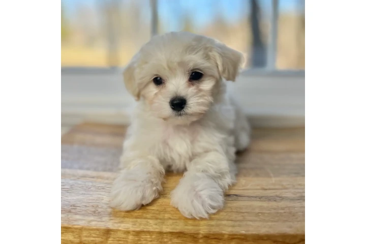 >$299< AYUDA LEGAL PARA DUENOS image 8