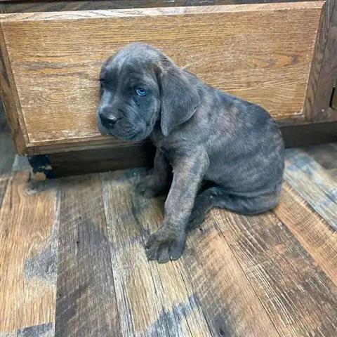 $1200 : Adorables cachorro  Cane Corso image 1