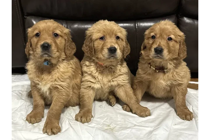 $450 : 3 Precioso golden retriever image 1