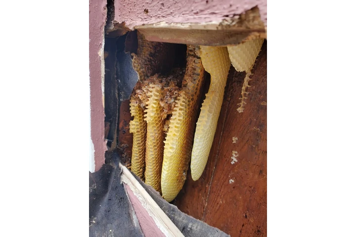 Henry’s Bees Removal Service image 6