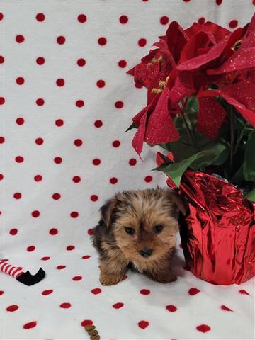 $1500 : Yorkies purebred image 8