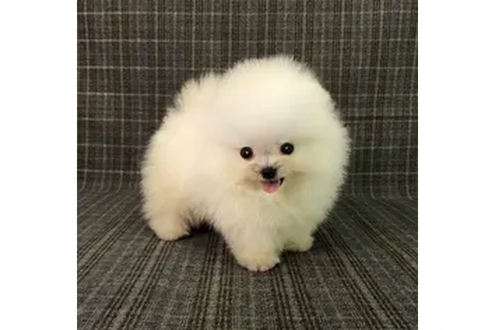 $800 : Un pequeño bebe 💕 para ti image 4